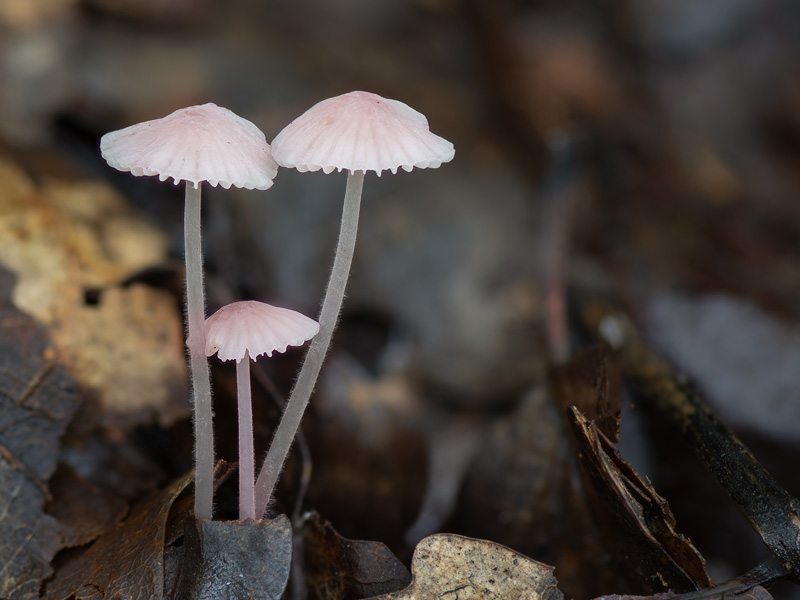 Mycena albidolilacea Mycena albidolilacea
